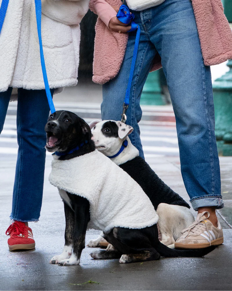 NBA Logoman Pet Jacket - Image 2